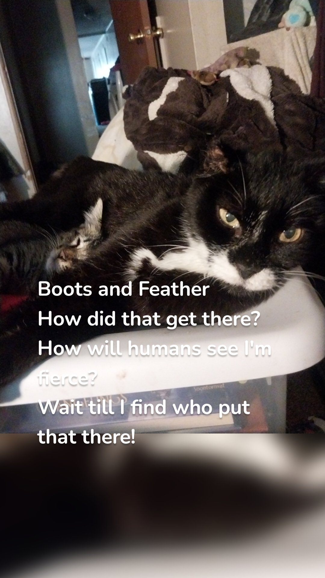 Boots and Feather
How did that get there?
How will humans see I'm fierce?
Wait till I find who put that there!